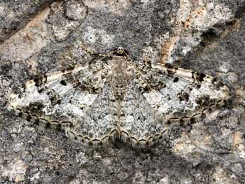 Catarhoe putridaria H.-S. adulte - �Daniel Morel