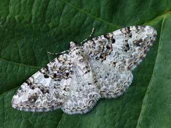 Catarhoe putridaria H.-S. adulte - �Daniel Morel