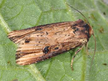Axylia putris L. adulte - �Philippe Mothiron