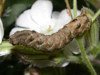  Chenille de Axylia putris L. - �Philippe Mothiron