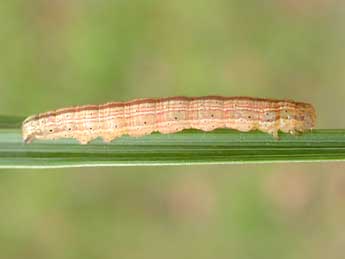  Chenille de Deltote pygarga Hfn. - �J�r�my Lebrun