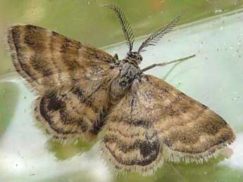 Emmiltis pygmaearia Hb. adulte - �Philippe Persuy