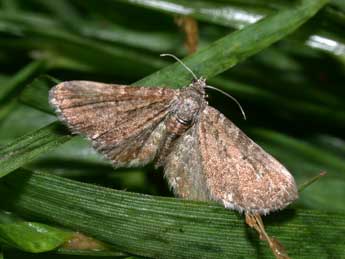 Eupithecia pygmaeata Hb. adulte - �Philippe Mothiron