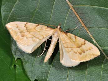 Gandaritis pyraliata D. & S. adulte - �Philippe Mothiron