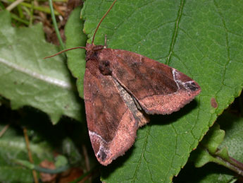 Cosmia pyralina D. & S. adulte - �Philippe Mothiron