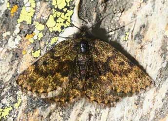 Psodos pyrenaica Schaw. adulte - �Eric Sylvestre