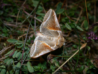 Habrosyne pyritoides Hfn. adulte - �Philippe Mothiron