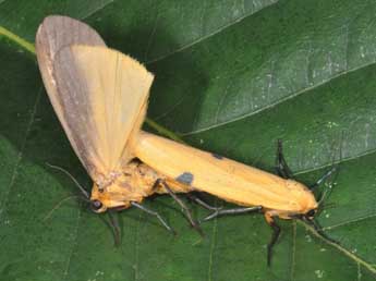 Lithosia quadra L. adulte - �Philippe Mothiron