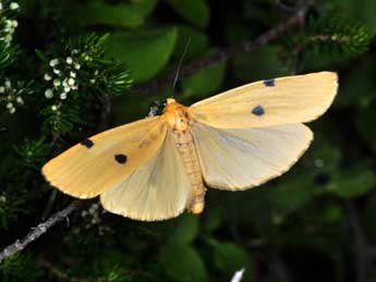 Lithosia quadra L. adulte - �Philippe Mothiron