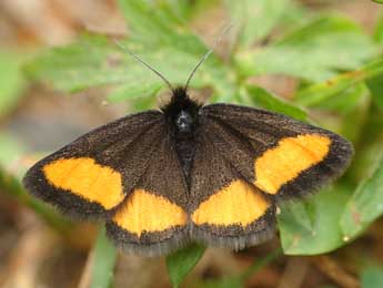 Psodos quadrifaria Sulz. adulte - �David Demerges