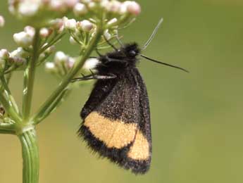 Psodos quadrifaria Sulz. adulte - �Daniel Morel