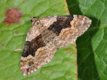 Xanthorhoe quadrifasiata Cl. adulte - �Philippe Mothiron