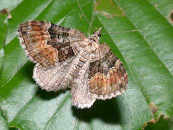 Xanthorhoe quadrifasiata Cl. adulte - �Philippe Mothiron