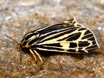 Apantesis quenseli Payk. adulte - �Daniel Morel