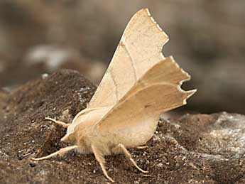 Ennomos quercaria Hb. adulte - �Daniel Morel