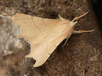 Ennomos quercaria Hb. adulte - �Daniel Morel