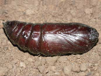  Chrysalide de Marumba quercus D. & S. - �St�phane Grenier