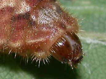  Chenille de Quercusia quercus L. - �Philippe Mothiron