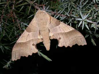 Marumba quercus D. & S. adulte - �Philippe Mothiron