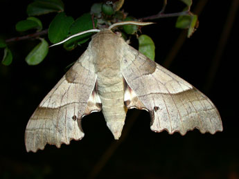 Marumba quercus D. & S. adulte - �Philippe Mothiron