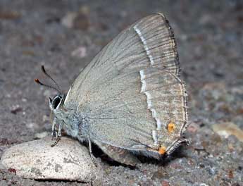 Quercusia quercus L. adulte - �Philippe Mothiron