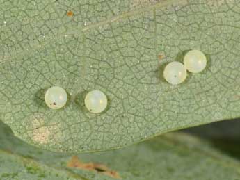  Oeuf de Drymonia querna D. & S. - �Philippe Mothiron