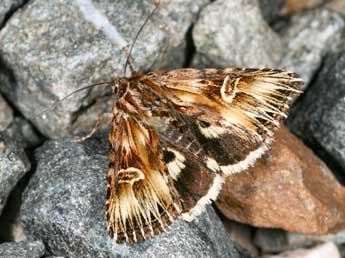 Actinotia radiosa Esp. adulte - �Daniel Morel