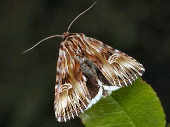 Actinotia radiosa Esp. adulte - �Daniel Morel