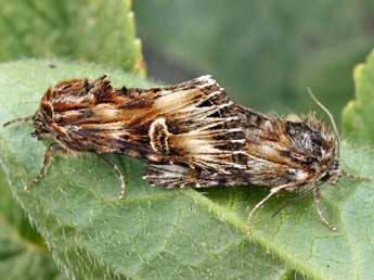 Actinotia radiosa Esp. adulte - �Daniel Morel