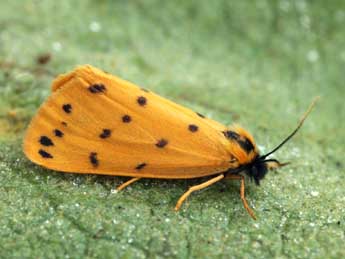 Setina aurita Esp. adulte - �Daniel Morel