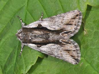 Calliergis ramosa Esp. adulte - �Philippe Mothiron