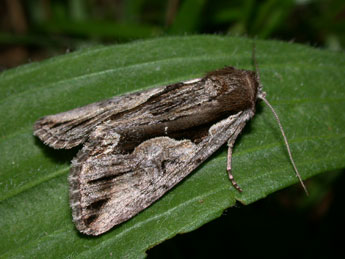 Calliergis ramosa Esp. adulte - �Philippe Mothiron