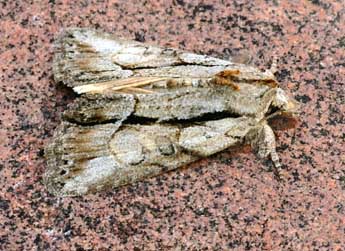 Bryophila raptricula D. & S. adulte - �Daniel Morel