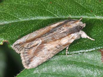 Bryophila raptricula D. & S. adulte - �Philippe Mothiron