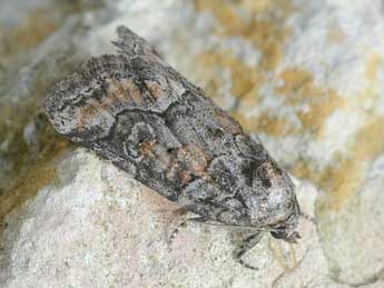 Bryophila ravula Hb. adulte - �David Demerges