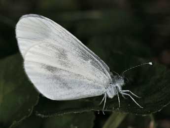 Leptidea reali Reissinger adulte - �Daniel Morel