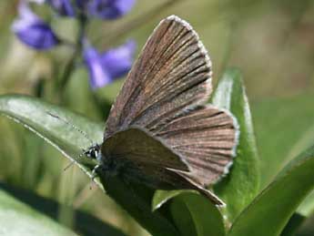 Phengaris alcon rebeli Hirschke adulte - �Daniel Morel