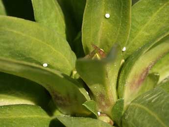  Oeuf de Phengaris alcon rebeli Hirschke - �Daniel Morel