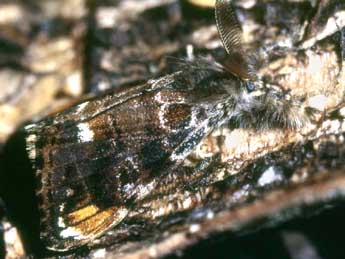 Orgyia recens Hb. adulte - �Serge Wambeke