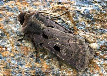 Chersotis andereggii Bsdv. adulte - �Daniel Morel