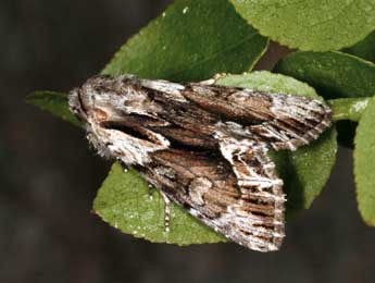 Hyppa rectilinea Esp. adulte - �Daniel Morel