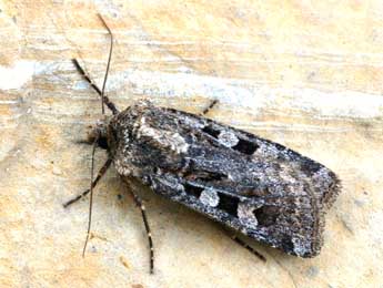 Euxoa recussa Hb. adulte - �Daniel Morel