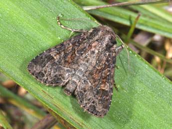 Apamea remissa Hb. adulte - �Philippe Mothiron