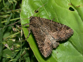 Apamea remissa Hb. adulte - �Philippe Mothiron