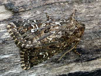 Conisania renati Obth. adulte - �Daniel Morel