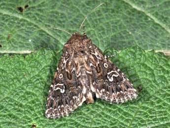 Conisania renati Obth. adulte - �Philippe Mothiron