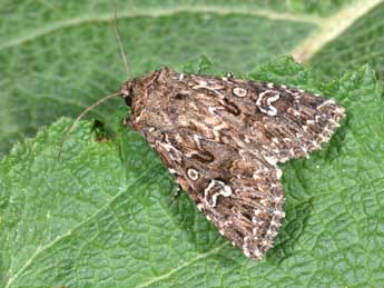 Conisania renati Obth. adulte - �Philippe Mothiron