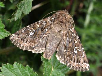 Conisania renati Obth. adulte - �Philippe Mothiron