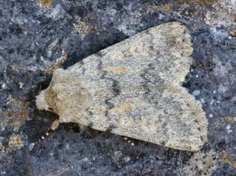 Dichagyris renigera Hb. adulte - �Daniel Morel