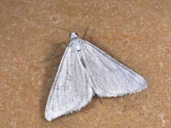 Gypsochroa renitidata Hb. adulte - �Philippe Mothiron